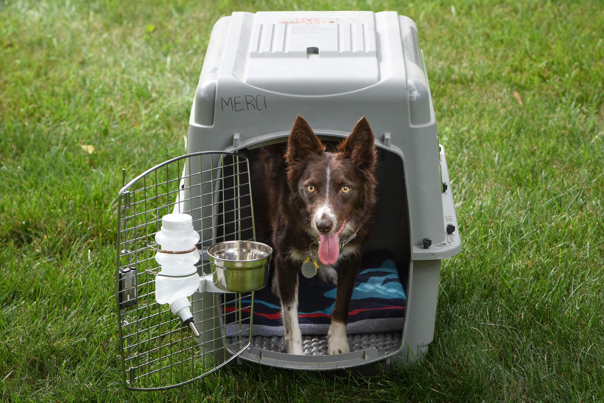 brown dog in a travel kennel