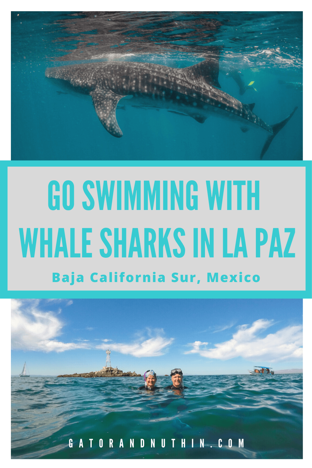 Baja Mexico: Go Swimming with Whale Sharks in La Paz - Gator and Nuthin